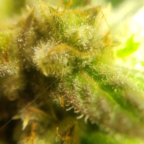 Bruce Banner Auto growlog photo: All girls looking good.  