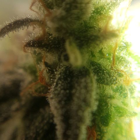 Bruce Banner Auto growlog photo: All girls looking good.  