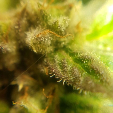 Bruce Banner Auto growlog photo: All girls looking good.  