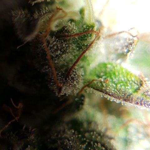 Bruce Banner Auto growlog photo: All girls looking good.  