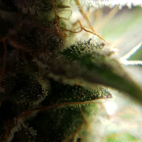 Bruce Banner Auto growlog photo: All girls looking good.  