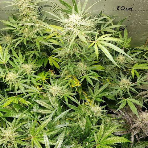 Bruce Banner Auto growlog timeline photo
