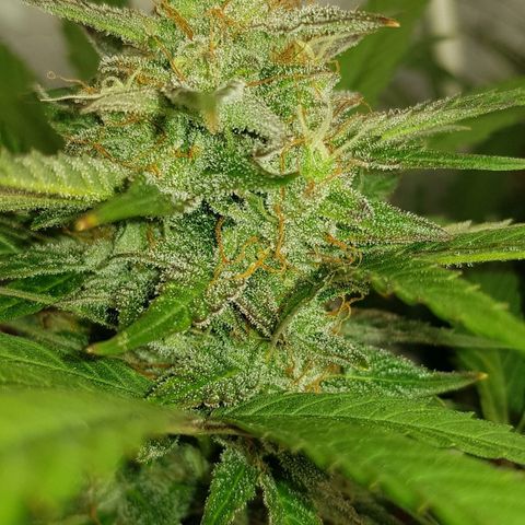 Bruce Banner Auto growlog timeline photo