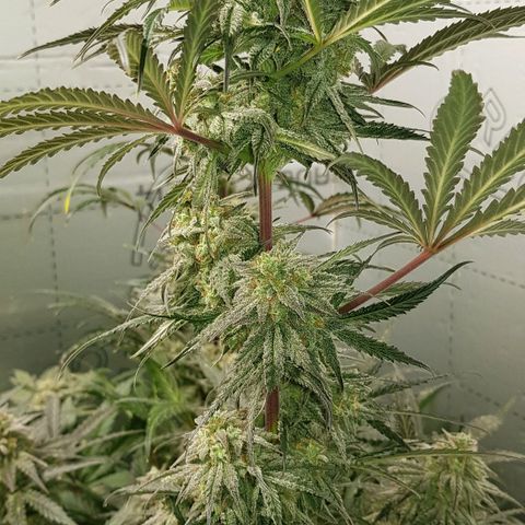 Bruce Banner Auto growlog timeline photo