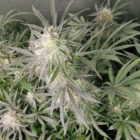 Bruce Banner Auto growlog timeline photo