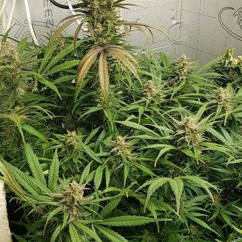 Bruce Banner Auto growlog timeline photo
