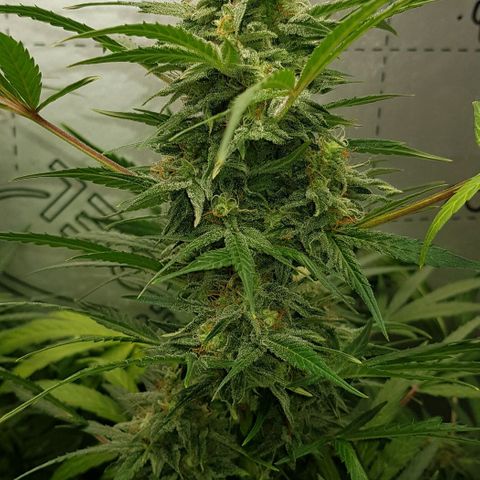 Bruce Banner Auto growlog timeline photo