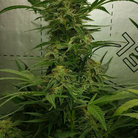 Bruce Banner Auto growlog timeline photo