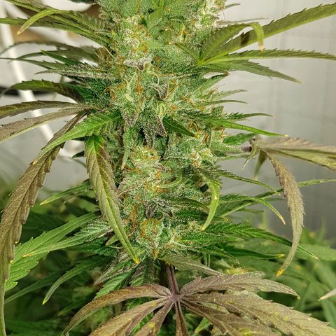 Bruce Banner Auto growlog timeline photo