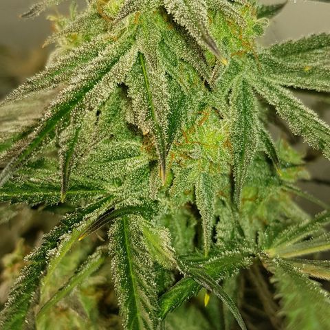 Bruce Banner Auto growlog timeline photo