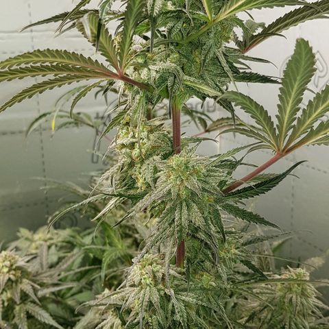 Bruce Banner Auto growlog timeline photo