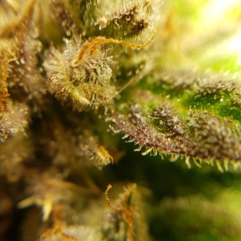 Bruce Banner Auto growlog timeline photo