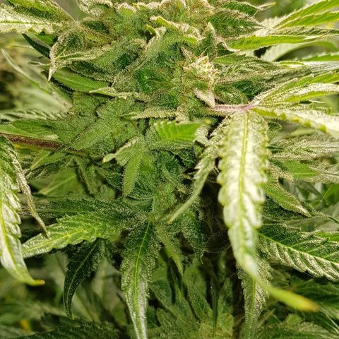 Bruce Banner Auto growlog timeline photo