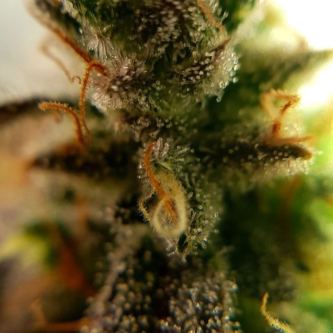Bruce Banner Auto growlog timeline photo