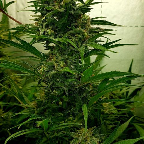 Bruce Banner Auto growlog timeline photo