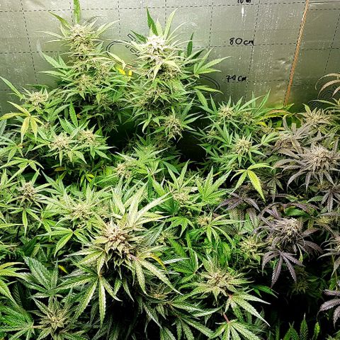 Bruce Banner Auto growlog timeline photo