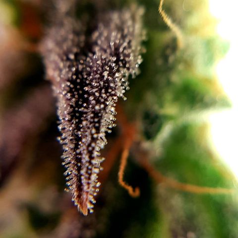 Bruce Banner Auto growlog timeline photo