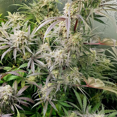 Bruce Banner Auto growlog timeline photo