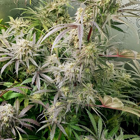 Bruce Banner Auto growlog timeline photo