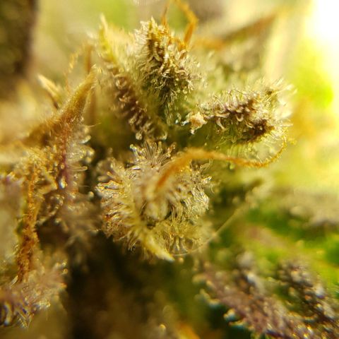 Bruce Banner Auto growlog timeline photo