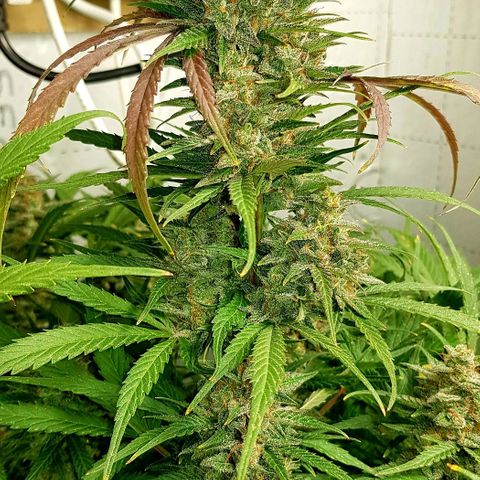 Bruce Banner Auto growlog photo: All looking good 