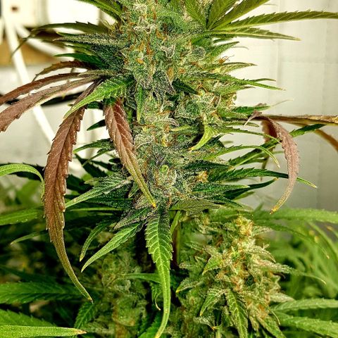 Bruce Banner Auto growlog photo: All looking good 