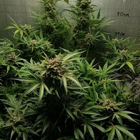 Bruce Banner Auto growlog timeline photo