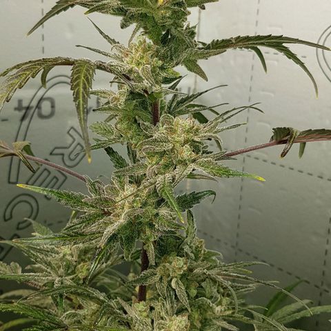 Bruce Banner Auto growlog timeline photo