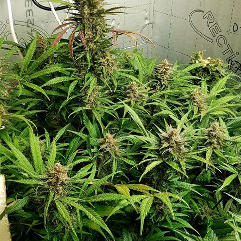 Bruce Banner Auto growlog photo: All looking good 