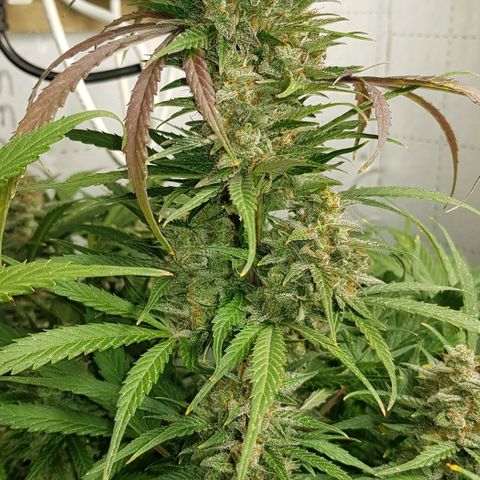Bruce Banner Auto growlog timeline photo