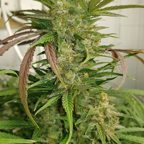 Bruce Banner Auto growlog timeline photo