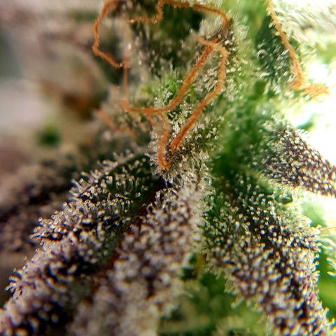 Bruce Banner Auto growlog timeline photo