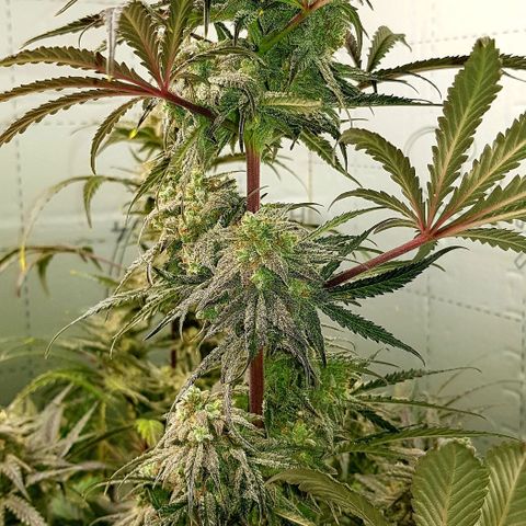 Bruce Banner Auto growlog timeline photo