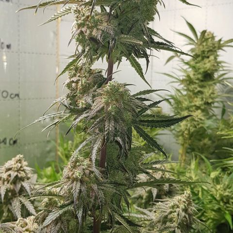 Bruce Banner Auto growlog photo: Day after defoilation of all the girls. Not long too go! 