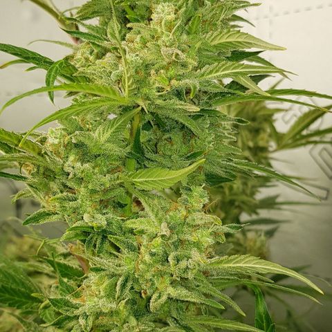 Bruce Banner Auto growlog photo: Day after defoilation of all the girls. Not long too go! 