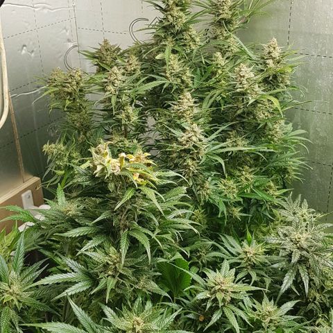 Bruce Banner Auto growlog photo: Day after defoilation of all the girls. Not long too go! 