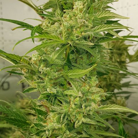 Bruce Banner Auto growlog photo: Day after defoilation of all the girls. Not long too go! 