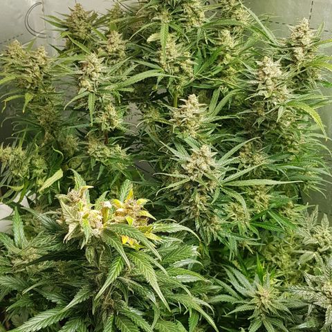 Bruce Banner Auto growlog photo: Day after defoilation of all the girls. Not long too go! 