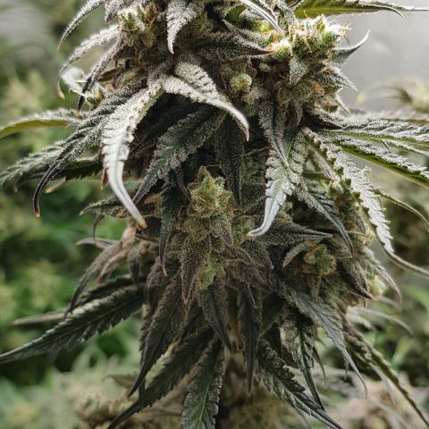 Bruce Banner Auto growlog photo: Day after defoilation of all the girls. Not long too go! 