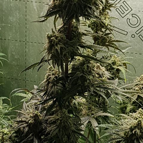 Bruce Banner Auto growlog photo: Day after defoilation of all the girls. Not long too go! 