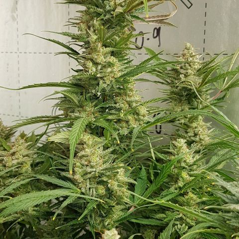 Bruce Banner Auto growlog photo: Day after defoilation of all the girls. Not long too go! 