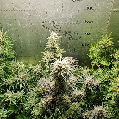 Bruce Banner Auto growlog photo: Day after defoilation of all the girls. Not long too go! 