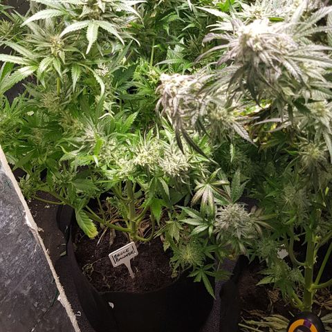 Bruce Banner Auto growlog photo: Day after defoilation of all the girls. Not long too go! 