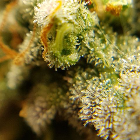 Bruce Banner Auto growlog photo: Buds looking good, a few Amber tricones appearing so hopefully a few more days. 