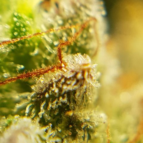 Bruce Banner Auto growlog photo: Buds looking good, a few Amber tricones appearing so hopefully a few more days. 