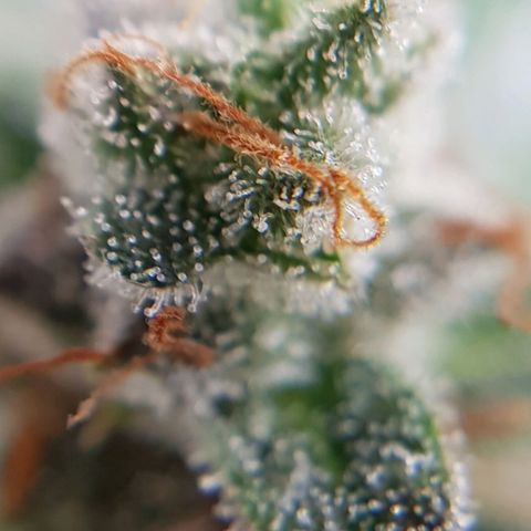 Bruce Banner Auto growlog photo: Buds looking good, a few Amber tricones appearing so hopefully a few more days. 