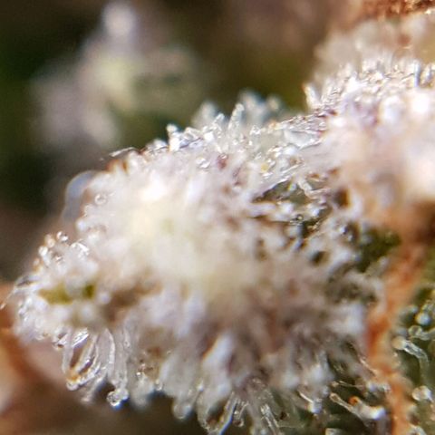 Bruce Banner Auto growlog photo: Buds looking good, a few Amber tricones appearing so hopefully a few more days. 