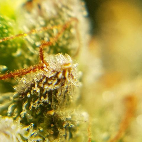 Bruce Banner Auto growlog photo: Buds looking good, a few Amber tricones appearing so hopefully a few more days. 