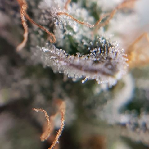 Bruce Banner Auto growlog photo: Buds looking good, a few Amber tricones appearing so hopefully a few more days. 