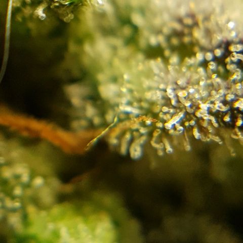 Bruce Banner Auto growlog photo: Buds looking good, a few Amber tricones appearing so hopefully a few more days. 